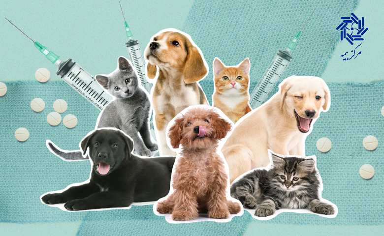 بهترین بیمه حیوانات خانگی کدام است